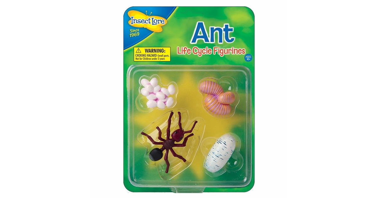 Jouets Cycle de vie des fourmis Mat riel enfant Maunakea